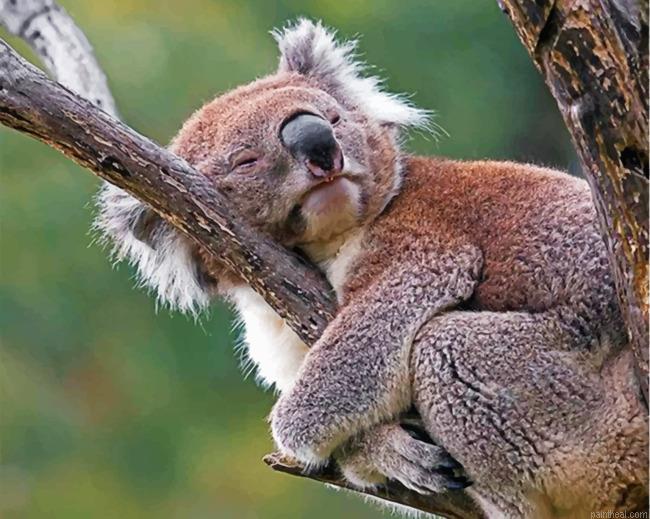 Sleepy koala painting by numbers.jpeg