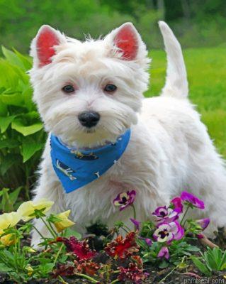 Stylish west highland white terrier painting by numbers.jpeg