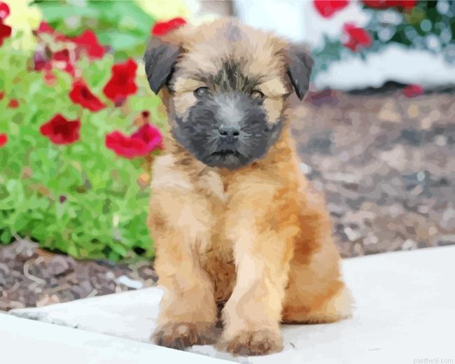 Wheaten terrier dog painting by numbers.jpeg