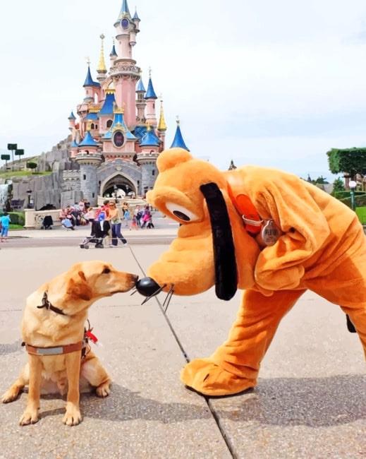 A dog with pluto painting by numbers.jpeg