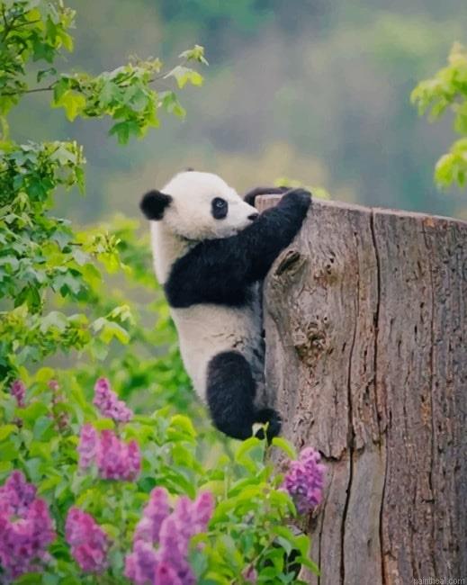Adorable panda new painting by numbers.jpeg