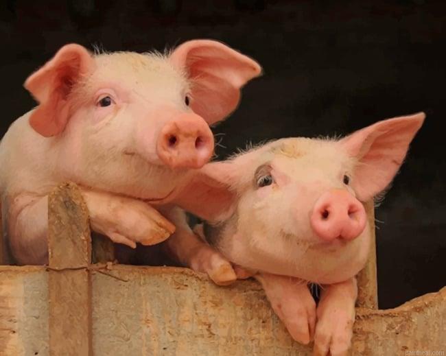 Adorable pigs new painting by numbers.jpeg