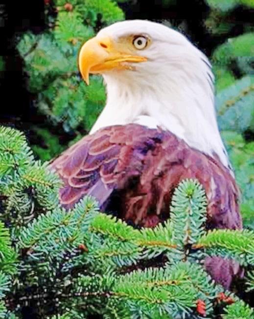 Aesthetic bald eagle painting by numbers.jpeg