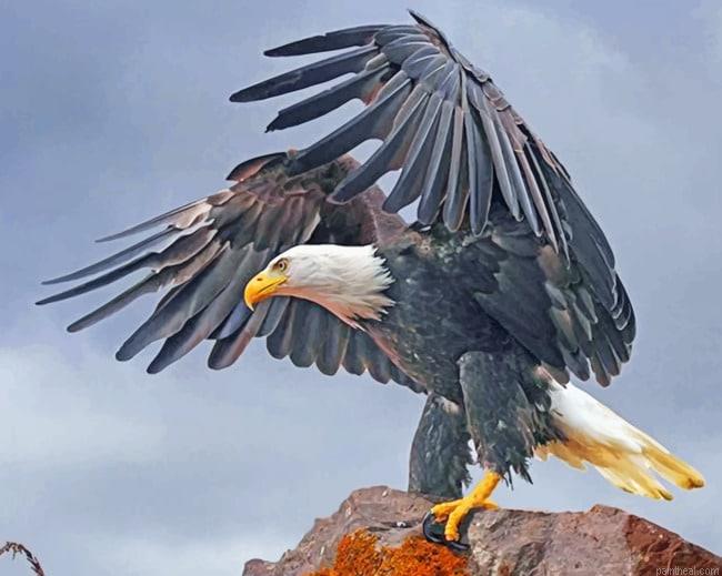 Aesthetic eagle birds painting by numbers.jpeg