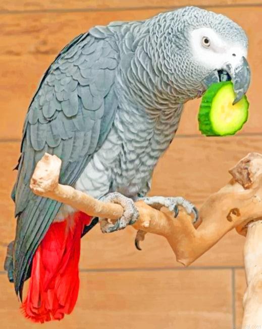 African grey birds painting by numbers.jpeg