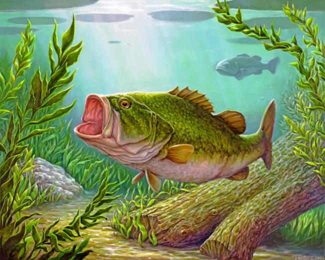 Bass fish underwater painting by numbers.jpeg