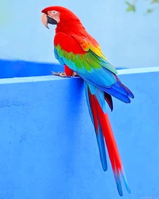 Beautiful parrot painting by numbers.jpeg