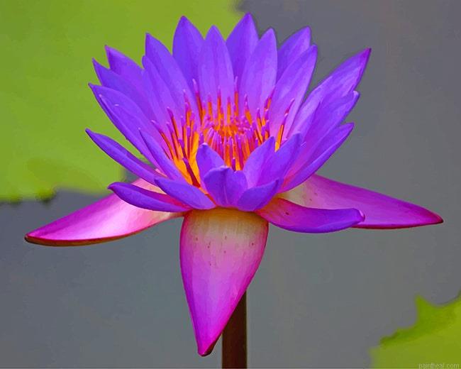 Beautiful purple lotus new painting by numbers.jpeg