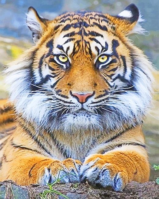 Beautiful tiger eyes painting by numbers.jpeg