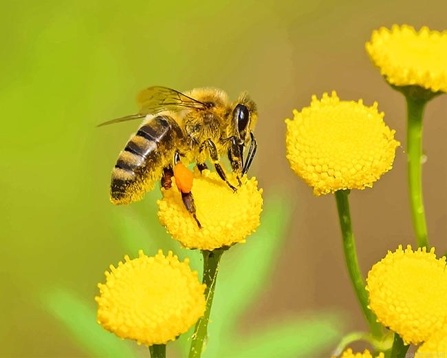 Bee on yellow flower painting by numbers.jpeg