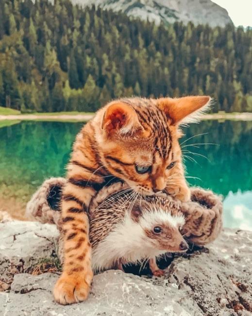 Bengal cat and hedgehog new painting by numbers.jpeg
