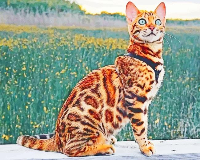 Bengal cat painting by numbers.jpeg