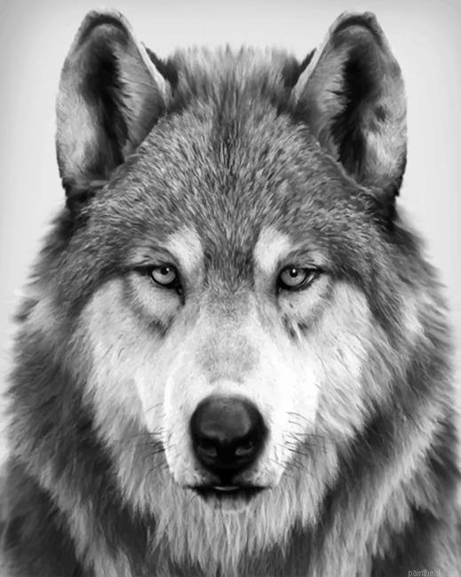 Black and white wolf new painting by numbers.jpeg