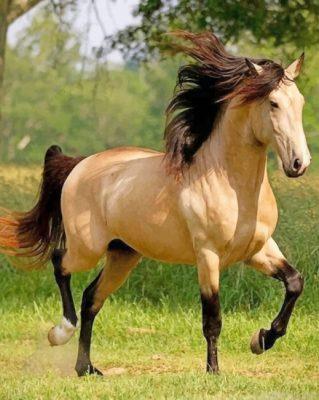 Blonde horse painting by numbers.jpeg