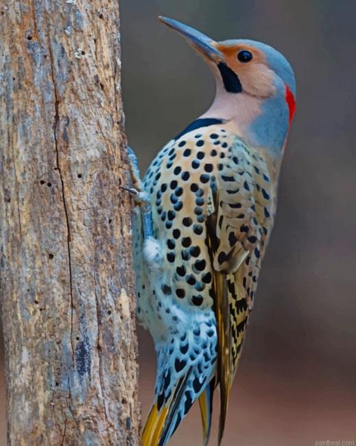 Blue bird woodpeckers painting by numbers.jpeg