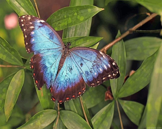 Blue butterfly painting by numbers.jpeg