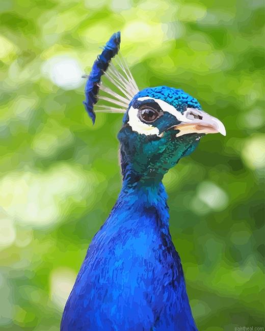 Blue peacock portrait new painting by numbers.jpeg