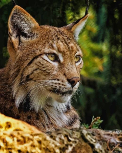 Bobcat new painting by numbers.jpeg