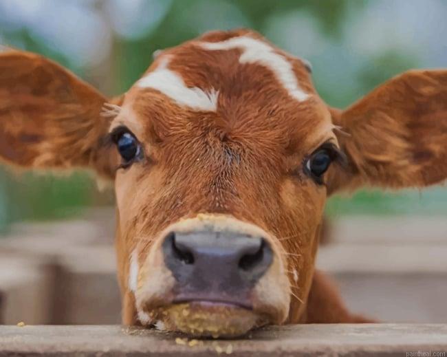 Brown baby cow new painting by numbers.jpeg