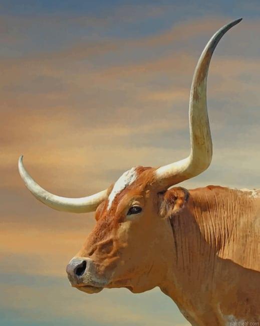 Brown longhorn new painting by numbers.jpeg