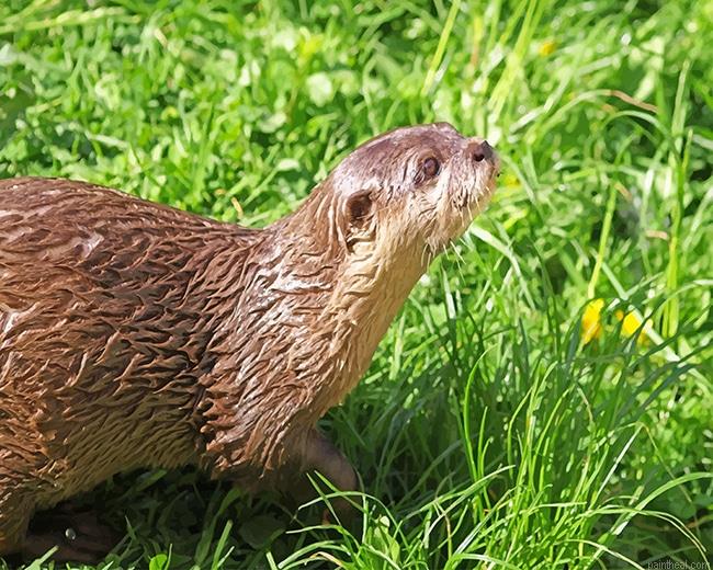 Brown otter on green grass painting by numbers.jpeg