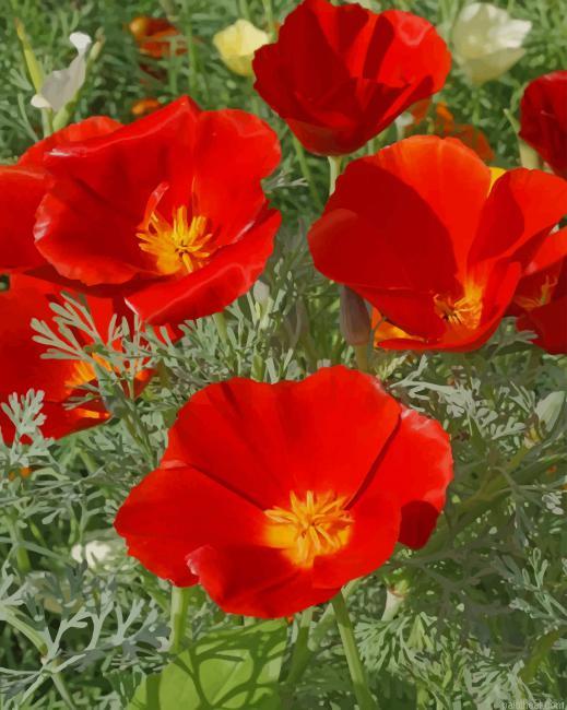California poppy flowers painting by numbers.jpeg