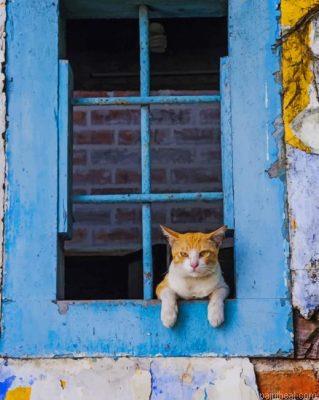 Cat looking through a blue window painting by numbers.jpeg