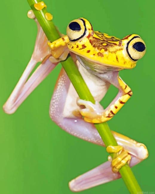 Chachi tree frog new painting by numbers.jpeg