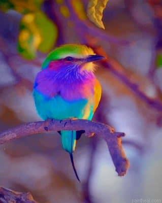 Colorful bird art painting by numbers.jpeg