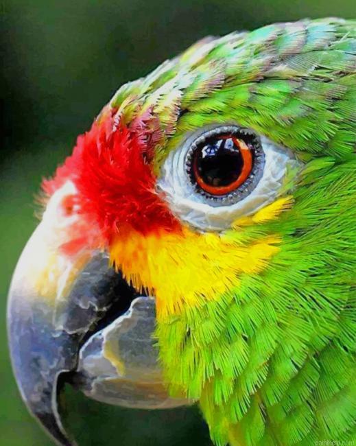 Colorful bird eye close up painting by numbers.jpeg