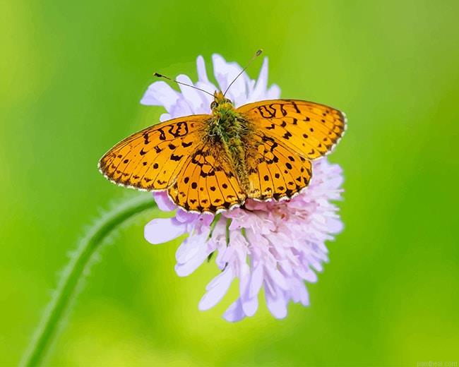 Copper butterfly painting by numbers.jpeg