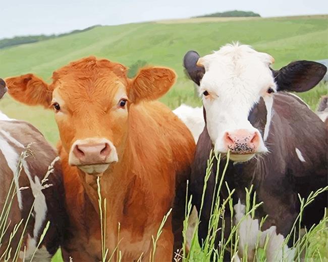 Cows portrait painting by numbers.jpeg