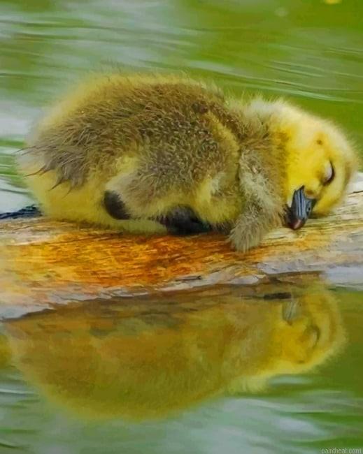 Cute baby duck sleeping new painting by numbers.jpeg