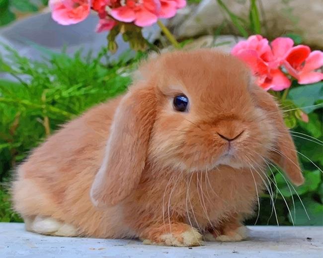 Cute bunny painting by numbers.jpeg