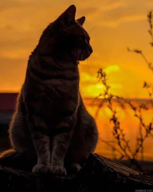 Cute cat silhouette painting by numbers.jpeg