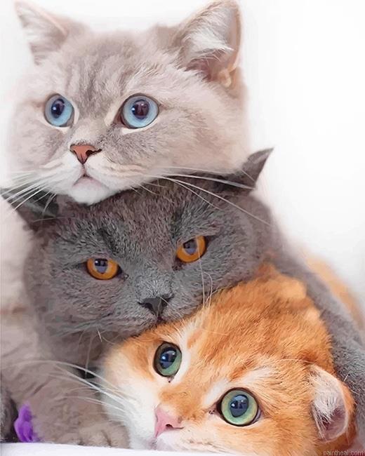 Cute kitties art painting by numbers.jpeg