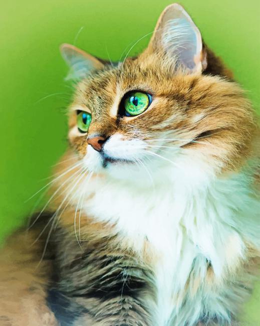 Cute kitty with green eyes painting by numbers.jpeg