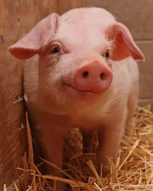 Cute pig new painting by numbers.jpeg