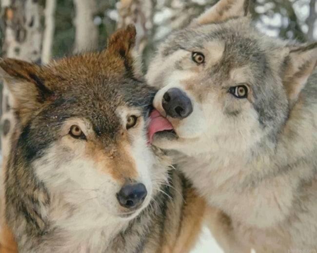 Cute wolves new painting by numbers.jpeg