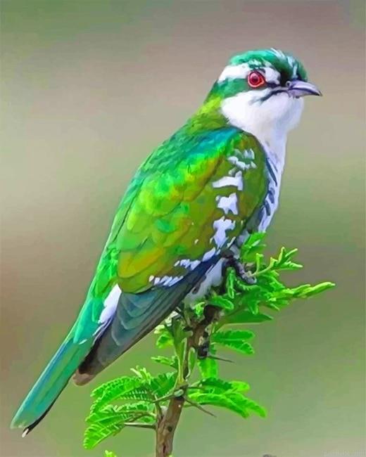 Diederik cuckoo painting by numbers.jpeg