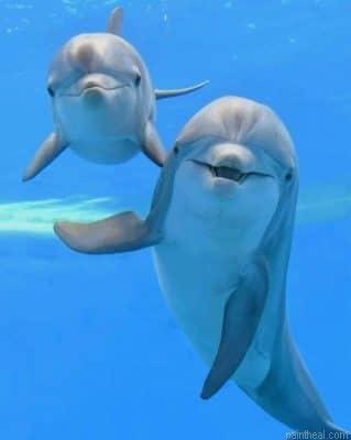 Dolphins painting by numbers.jpeg