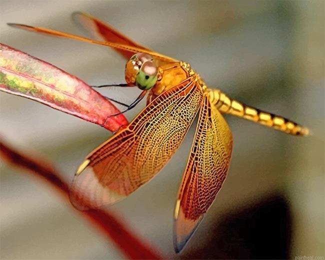 Dragonfly painting by numbers.jpeg