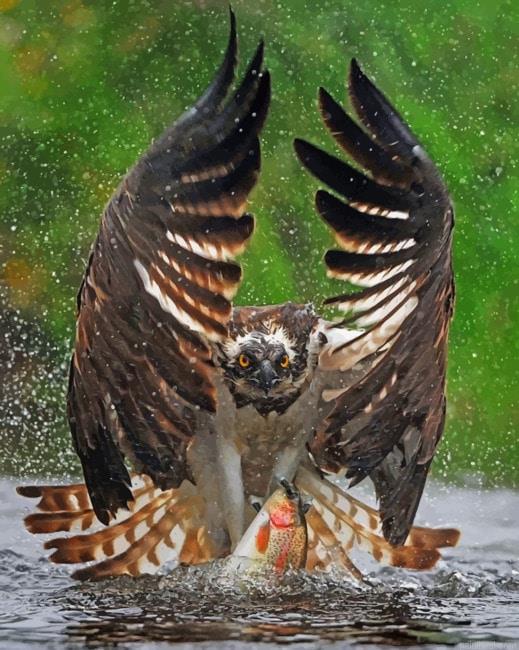 Eagle getting ready to fly new painting by numbers.jpeg