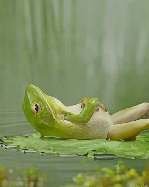 Frog laying on a lily pad painting by numbers.jpeg