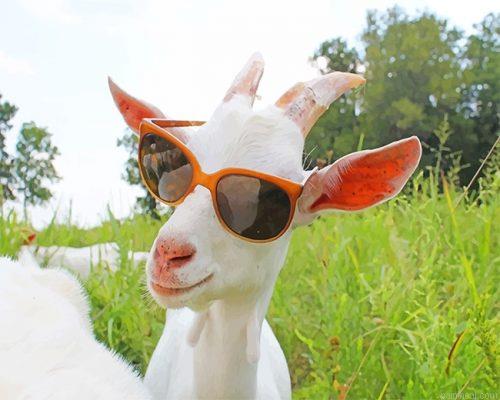 Goat sunglasses painting by numbers.jpeg