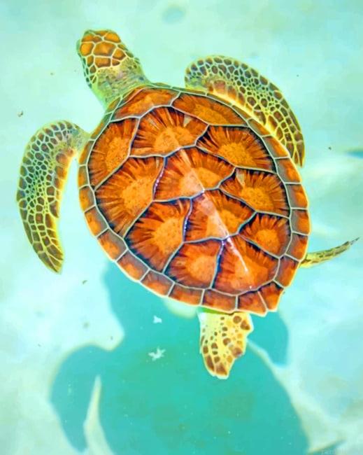 Hawksbill sea turtle new painting by numbers.jpeg
