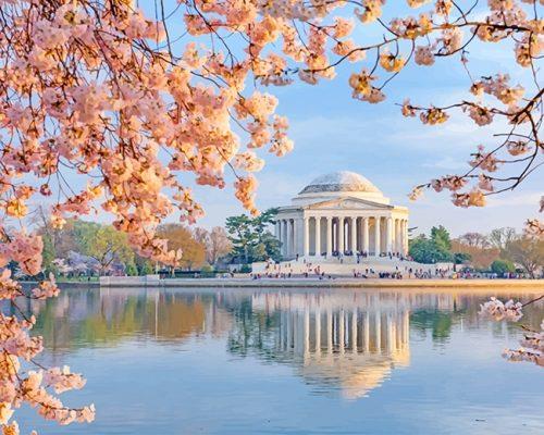 Jefferson memorial in cherry blossom painting by numbers.jpeg