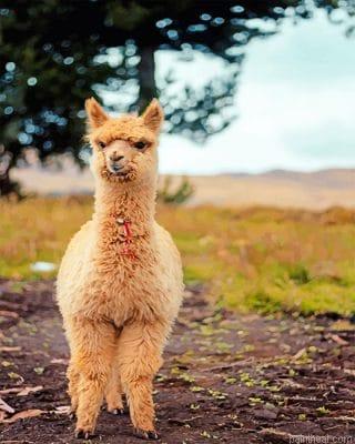 Lama baby painting by numbers.jpeg
