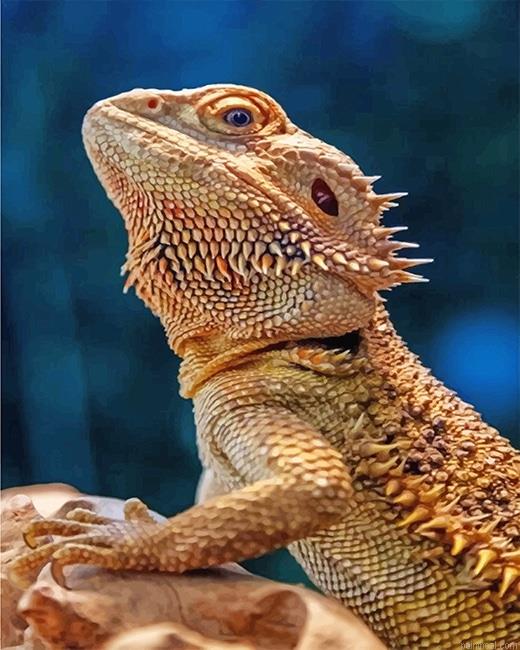 Lizard bearded agama painting by numbers.jpeg