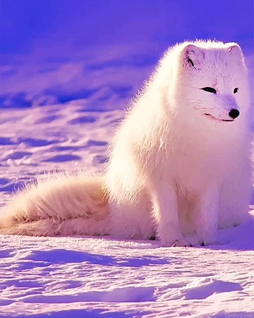 Lovely arctic fox painting by numbers.jpeg